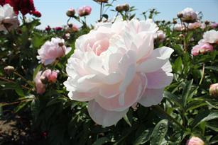 Paeonia Mrs. Franklin D. Roosevelt